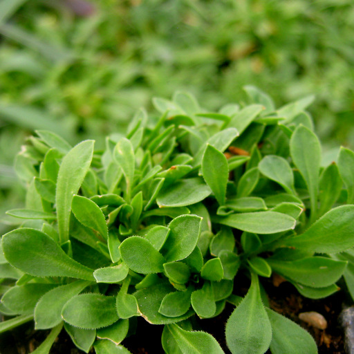 Silene baumgarteniana